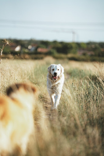 Photo from customer review