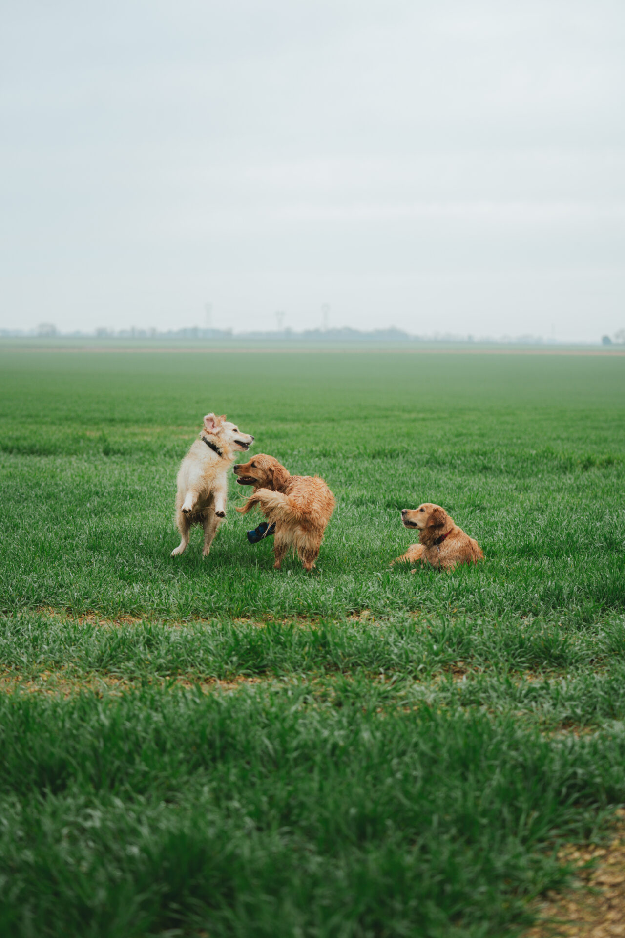 StRo@carolinejollin-2